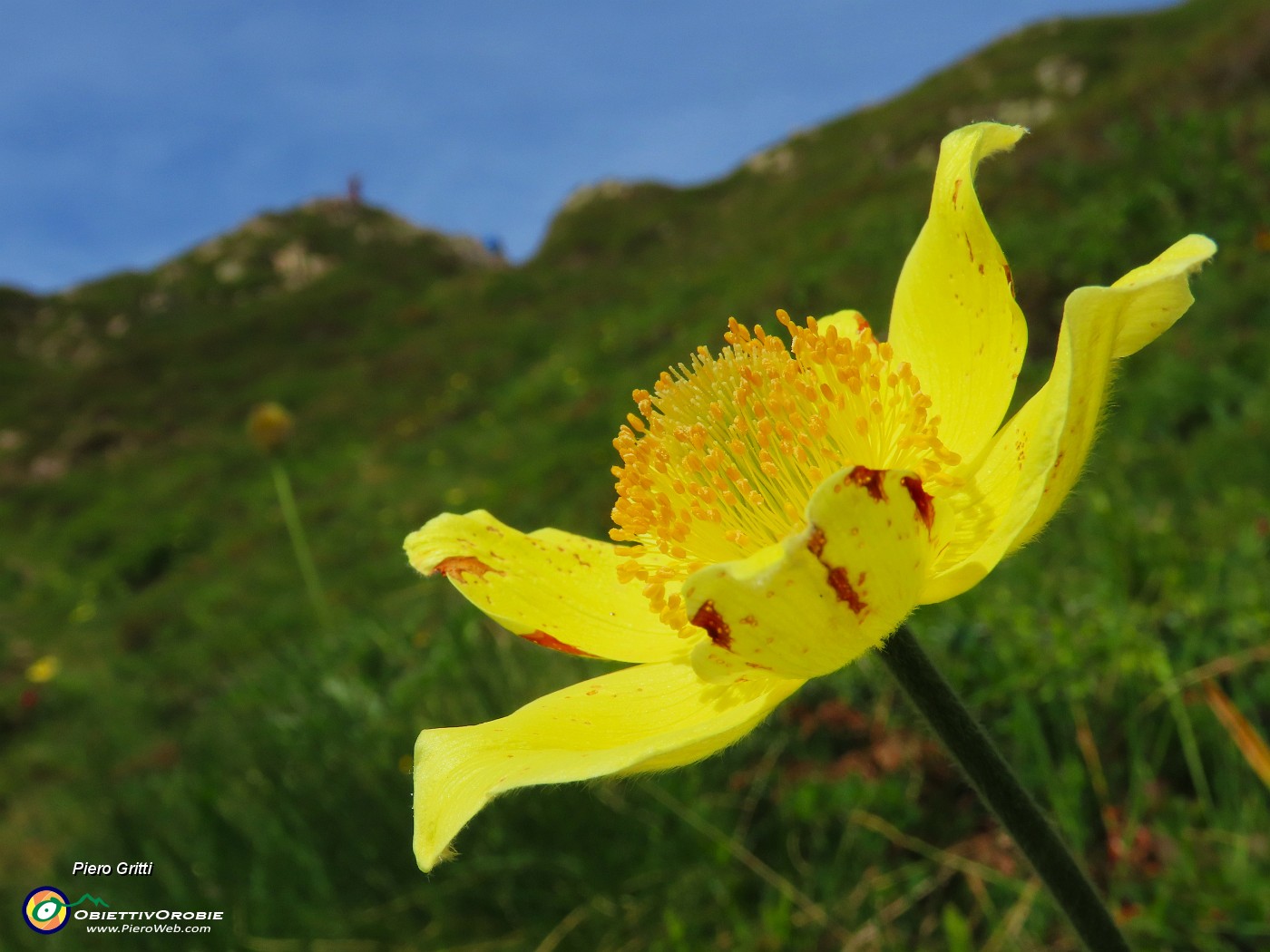 31 Gialla  Pusatilla alpina sulphurea con vista in Forcella Rossa !.JPG
